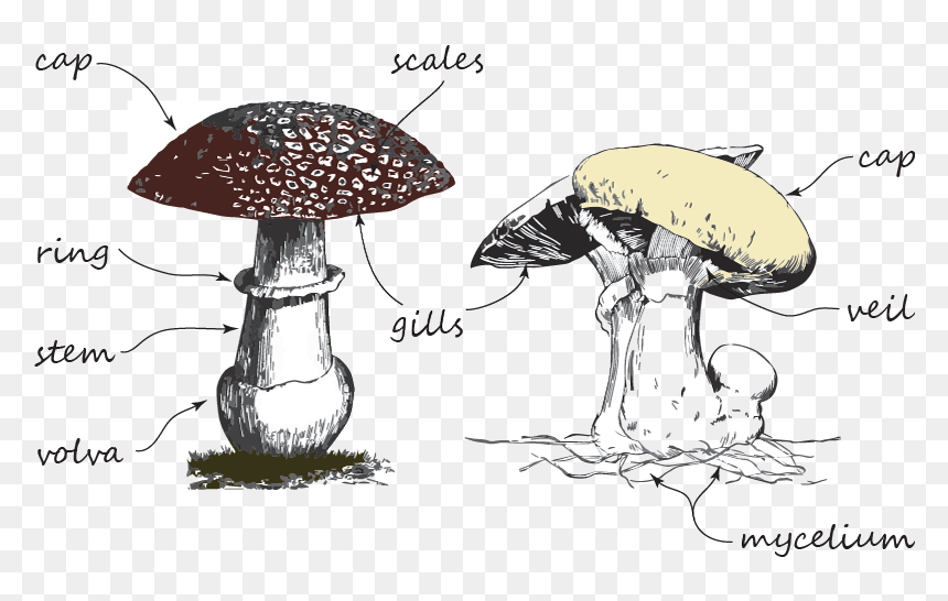 Shiitake, HD Png Download - mushroom png