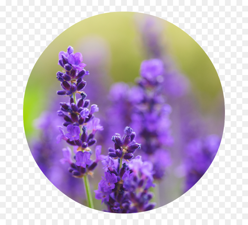 English Lavender, HD Png Download - lavender png