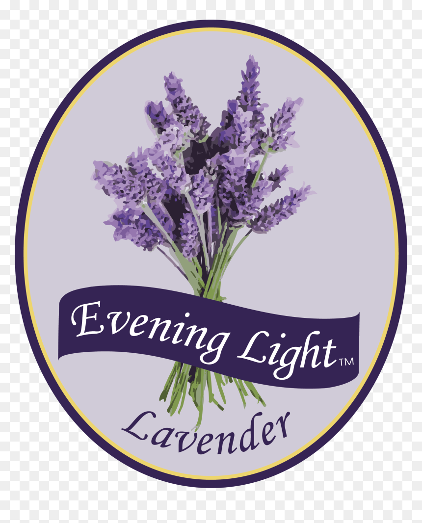 English Lavender, HD Png Download - lavender png