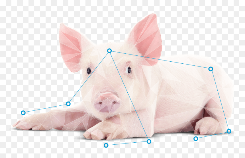 Domestic Pig, HD Png Download - nose png