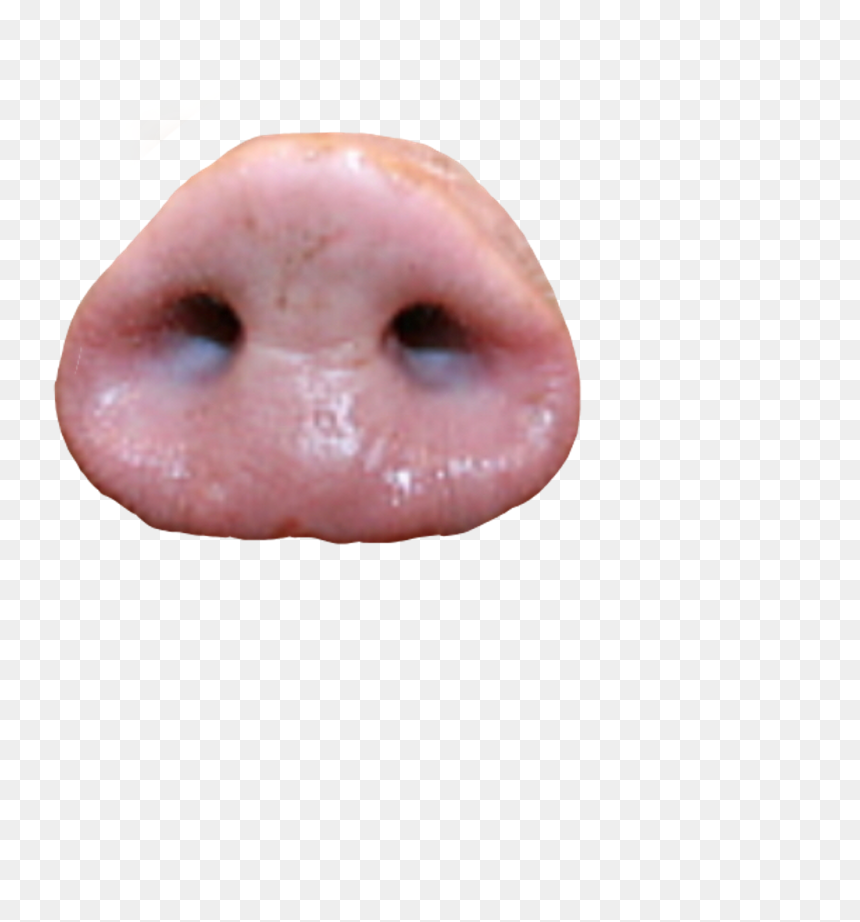 Tongue, HD Png Download - nose png