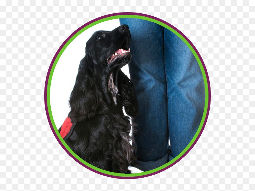 Service & Task Traning With Skilled Mutts - Cocker Spaniel, HD Png Download - service dog png