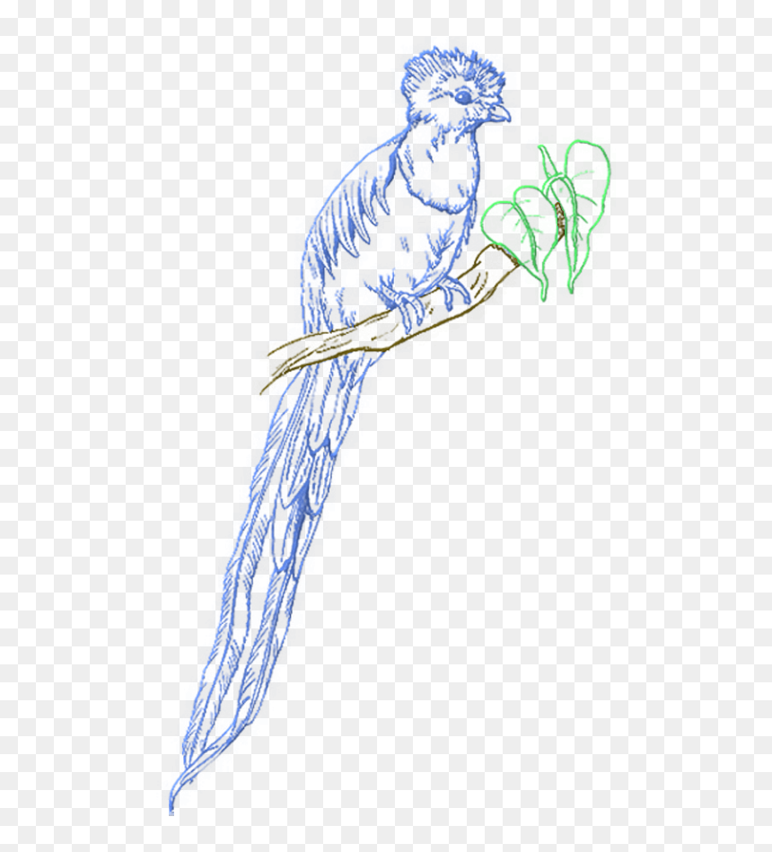 Quetzal Coloring Page, HD Png Download - quetzal png