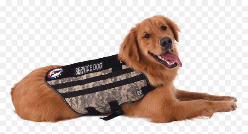 Companion Dog, HD Png Download - service dog png
