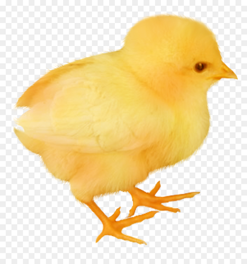Baby Chicken Transparent, HD Png Download - quetzal png