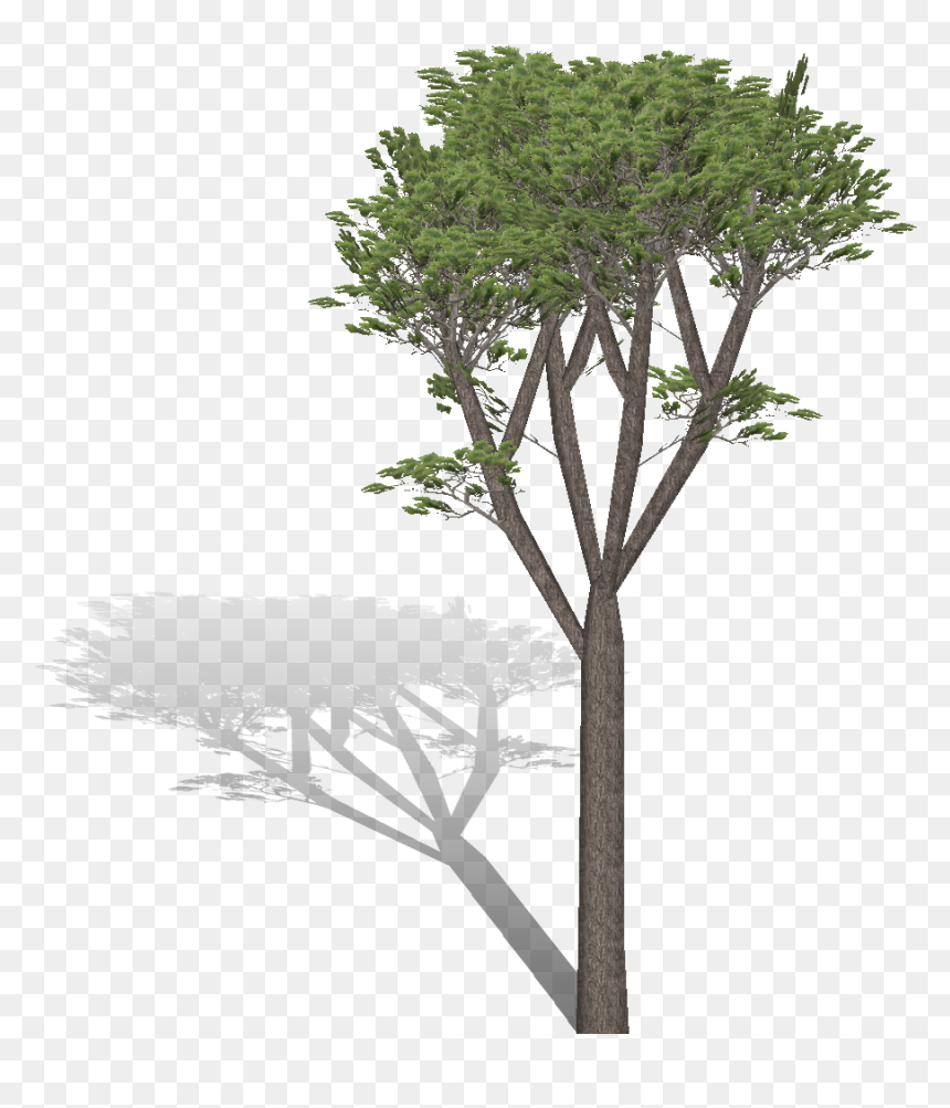 Transparent Pino Png - Pino Png, Png Download - pinos png