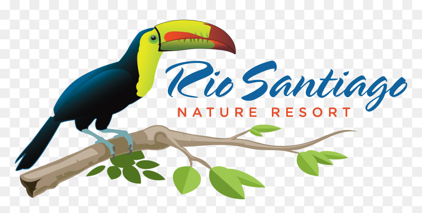 Toucan, HD Png Download - quetzal png