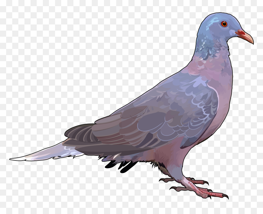 Paloma Rabiche Y Turque, HD Png Download - palomas blancas png