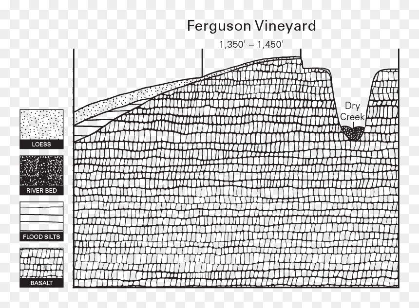 Estate Ferguson Vineyard Illustration - Line Art, HD Png Download - vineyard png