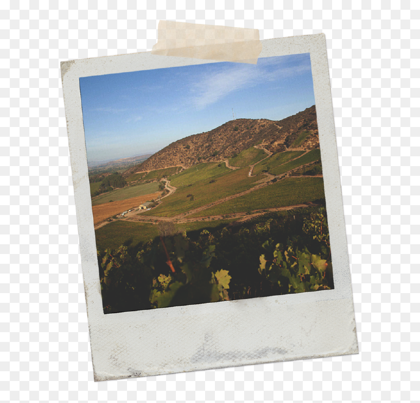Picture Frame, HD Png Download - vineyard png