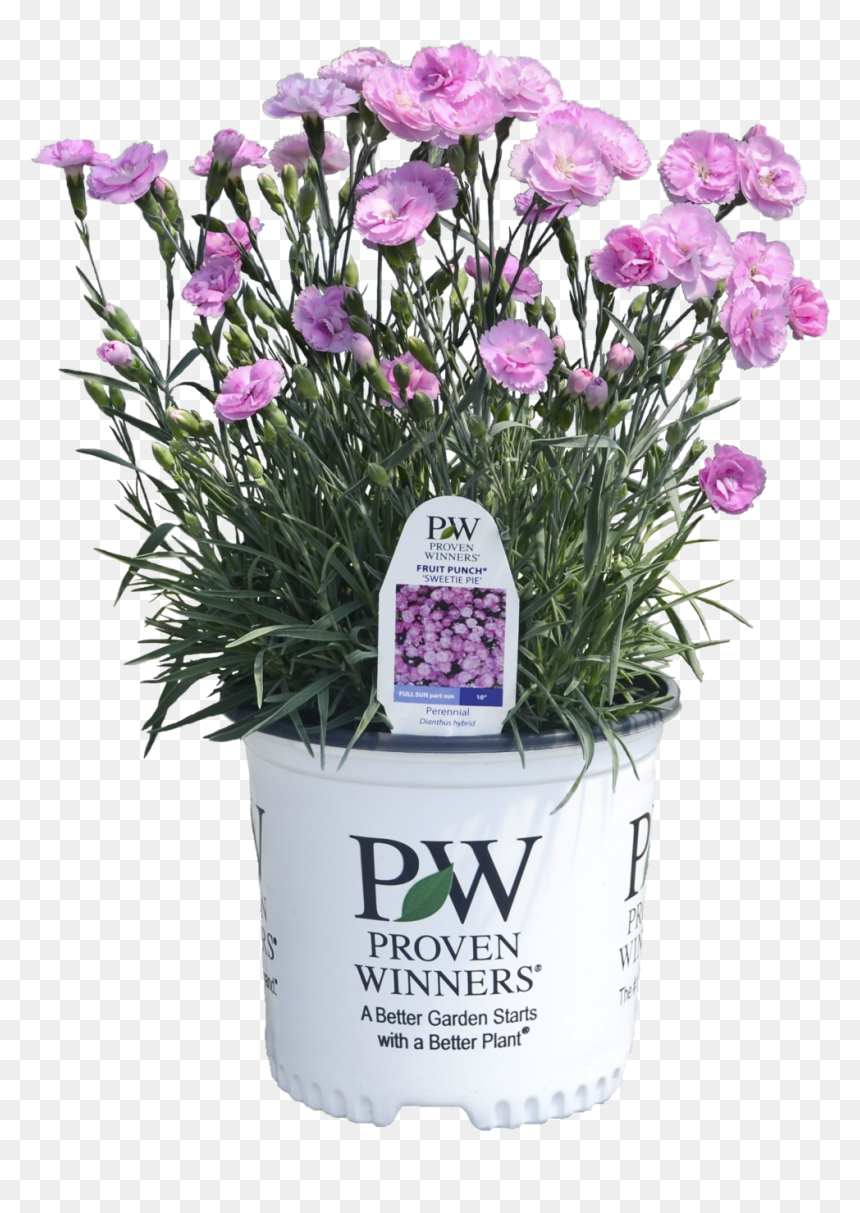 Dianthus Sweetie Pie - Proven Winners, HD Png Download - fruit punch png