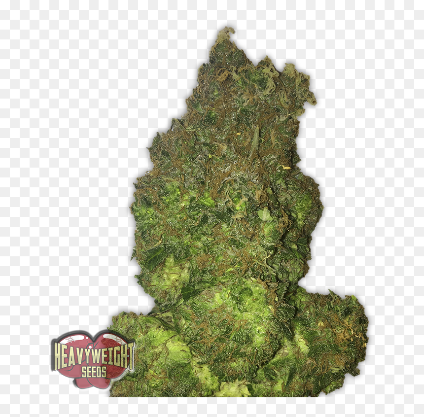 Fruit Punch Auto - Fruit Punch Auto Strain, HD Png Download - fruit punch png