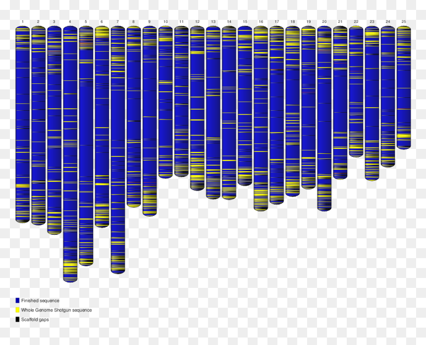 Ideogram Grcz10 - Art, HD Png Download - genes png