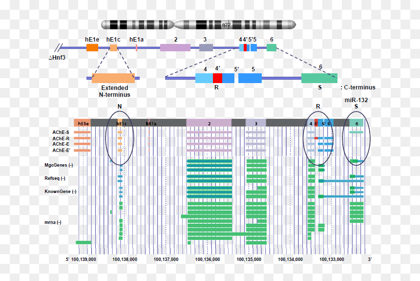 Ache Isoforms, HD Png Download - genes png