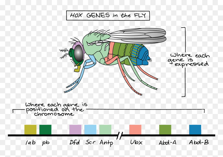 Hox Genes, HD Png Download - genes png