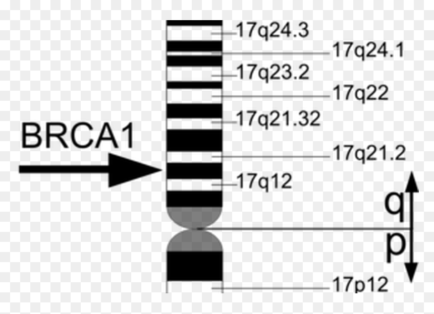 Chromosome 17, HD Png Download - genes png