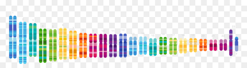 23 And Me, HD Png Download - genes png