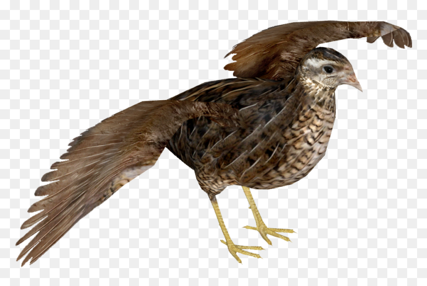 King Quail F - Zt2 King Quail, HD Png Download - quail png