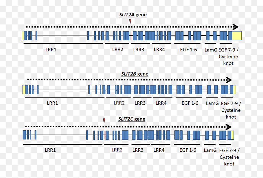 Screenshot, HD Png Download - genes png