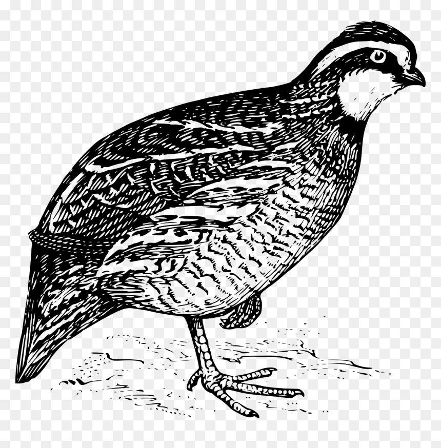 Quail Clipart Black And White, HD Png Download - quail png