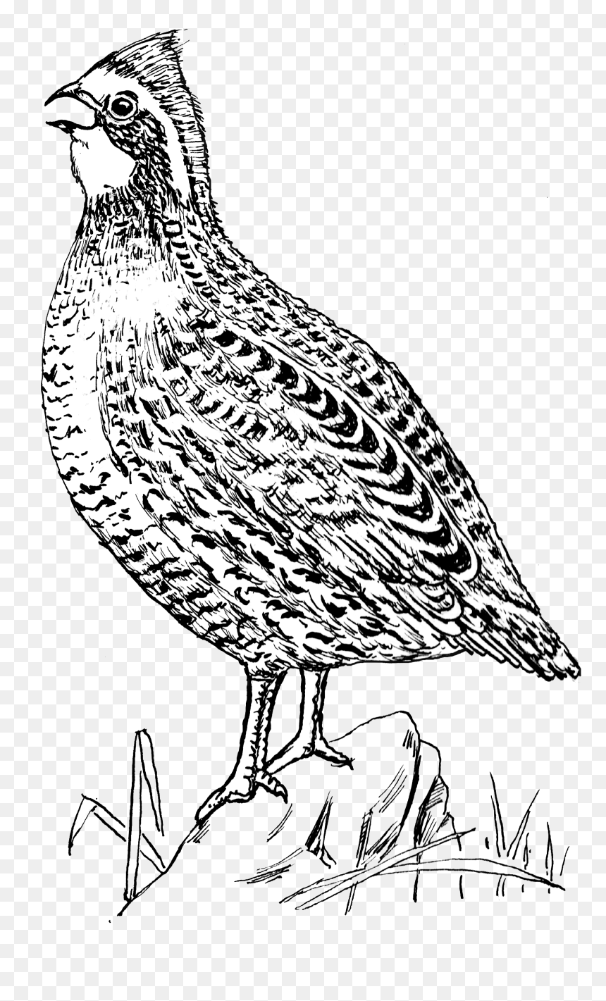 Quail 2 - Ruffed Grouse, HD Png Download - quail png