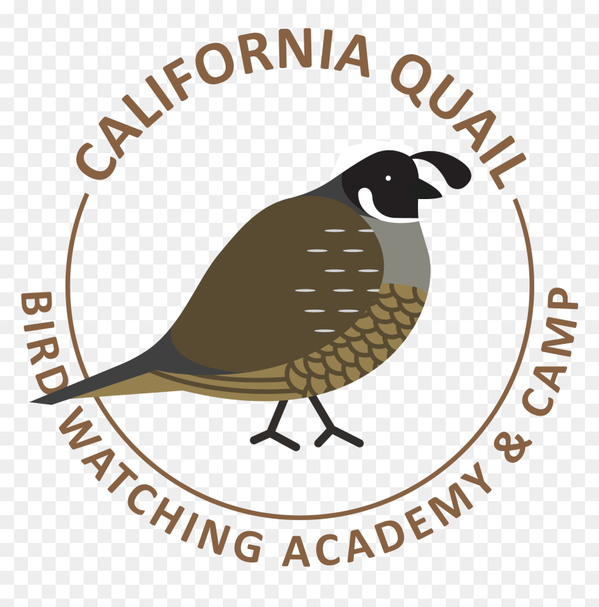 California Quail Picture - Quail, HD Png Download - quail png