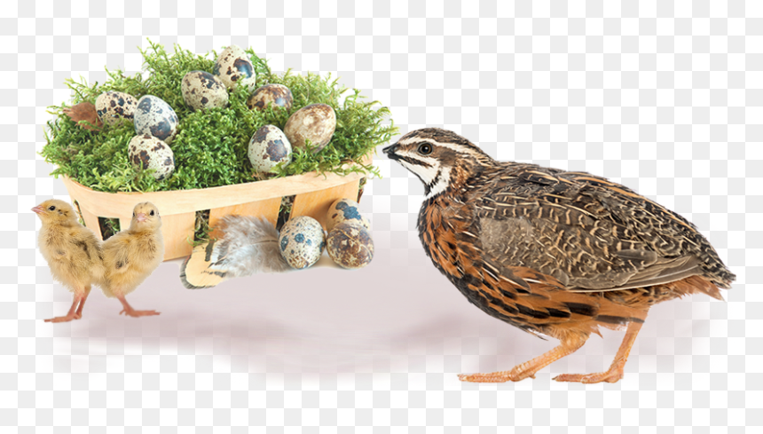 Kada Kozhi Png, Transparent Png - quail png