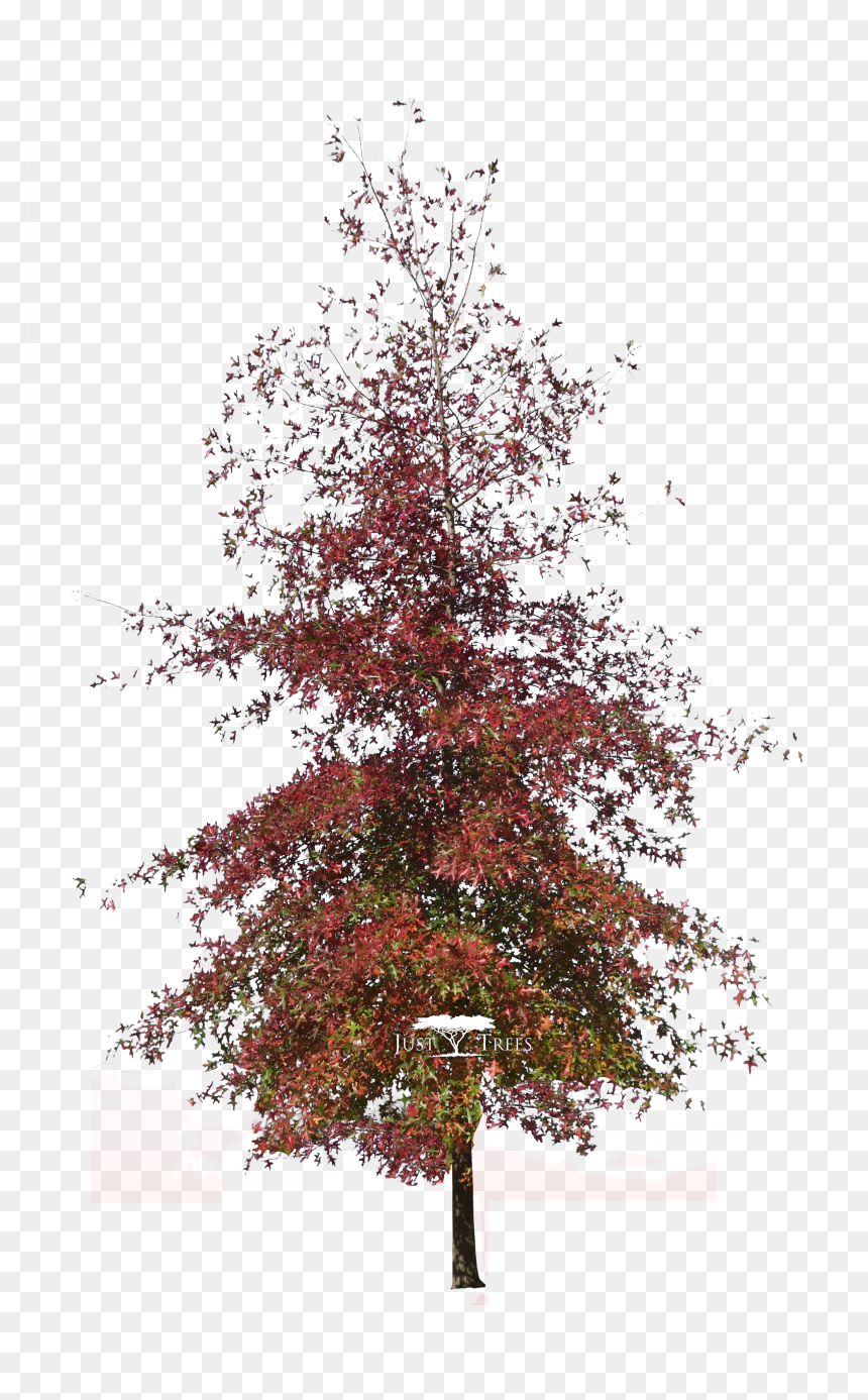 Black Gum, HD Png Download - oak png