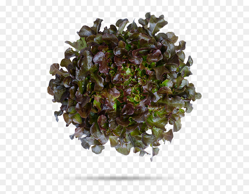 Transparent Oak Leaf Png - Lettuce, Png Download - oak png