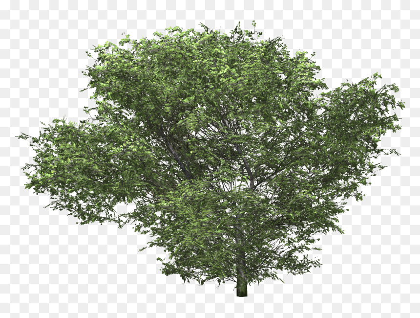 Oak Tree 3d C4d , Png Download - Transparent Tree 3d Model, Png Download - oak png