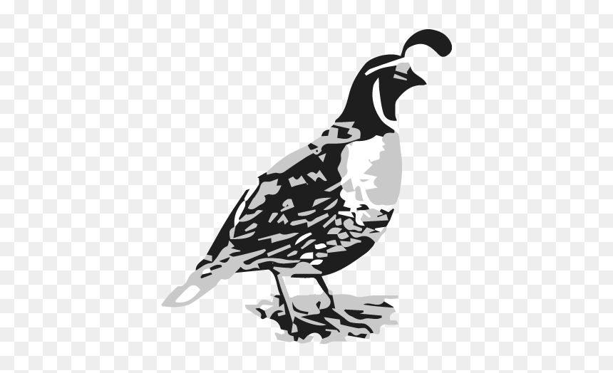 Turkey, HD Png Download - quail png