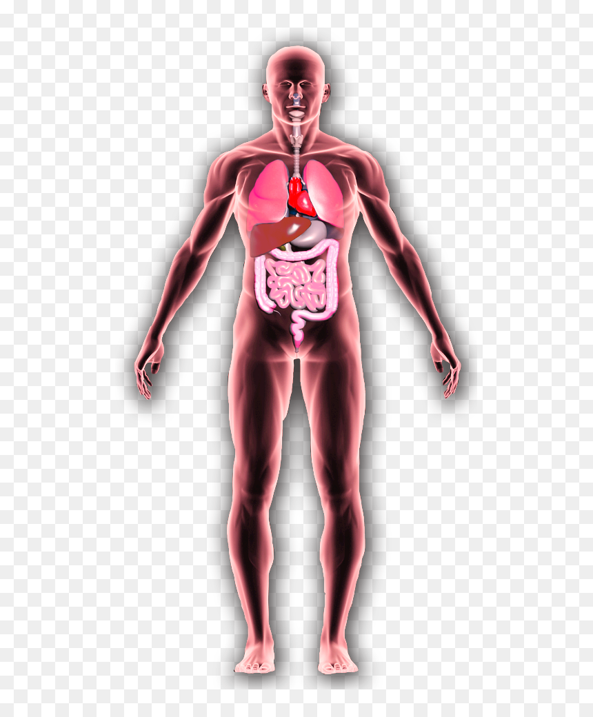 Effects On The Body From Alcohol And Drugs, HD Png Download - colon png