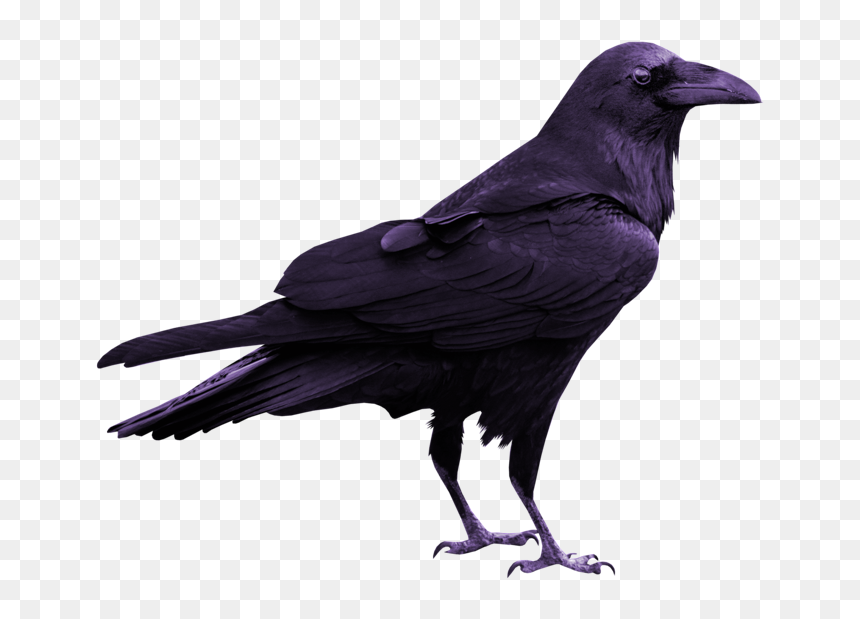 Rook Common Raven Silhouette - Transparent Raven Bird, HD Png Download - rook png