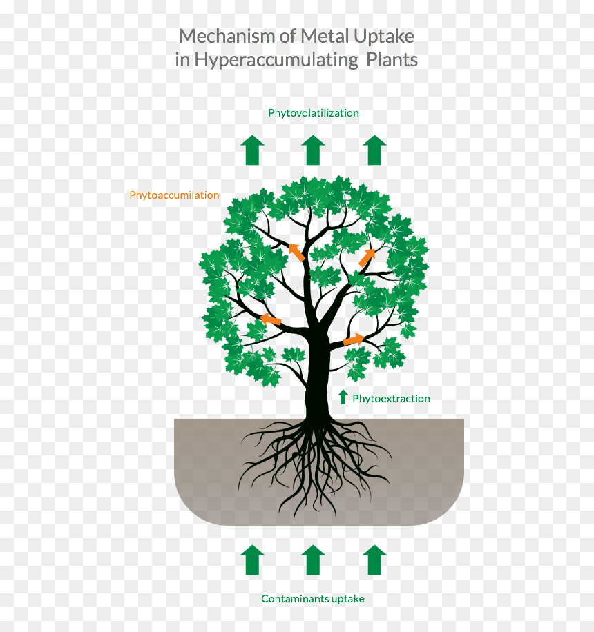 Can Organic Tea Cause Heavy Metal Poisoning - Lead Accumulation In Plants, HD Png Download - heavy metal png