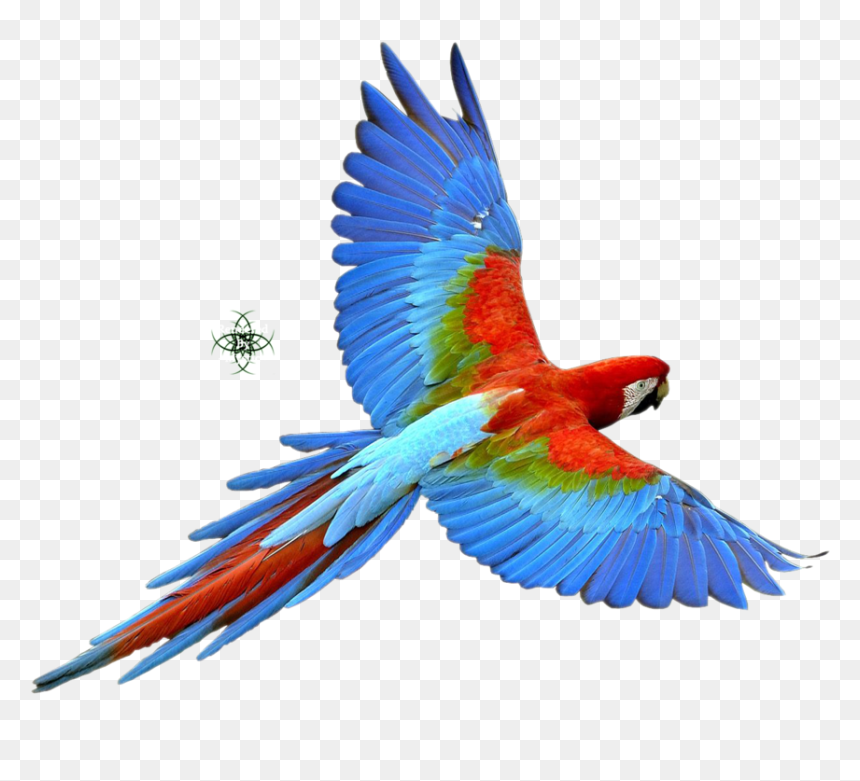 Png Bird Of Paradise - Bird With White Background, Transparent Png - bird of paradise png