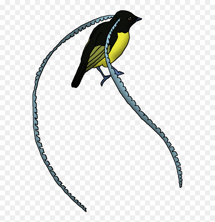 Wildlife Animal Pedia Wiki - Old World Oriole, HD Png Download - bird of paradise png