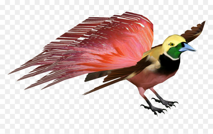 Finch, HD Png Download - bird of paradise png