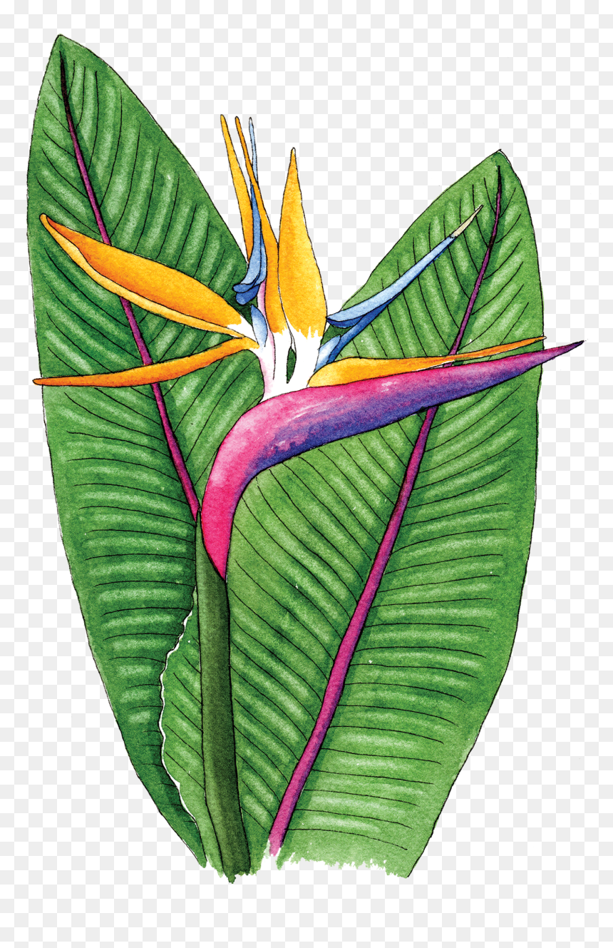Bird Of Paradise - Birds Of Paradise Flower Png, Transparent Png - bird of paradise png
