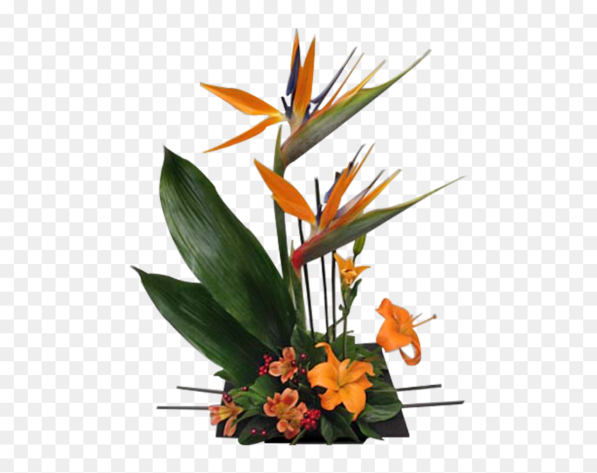 Bird Of Paradise, HD Png Download - bird of paradise png