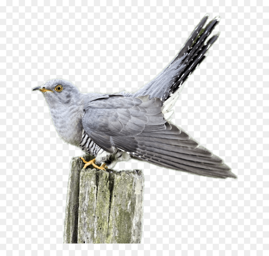 Wooden Pole Png - Cuckoo Png, Transparent Png - combusken png