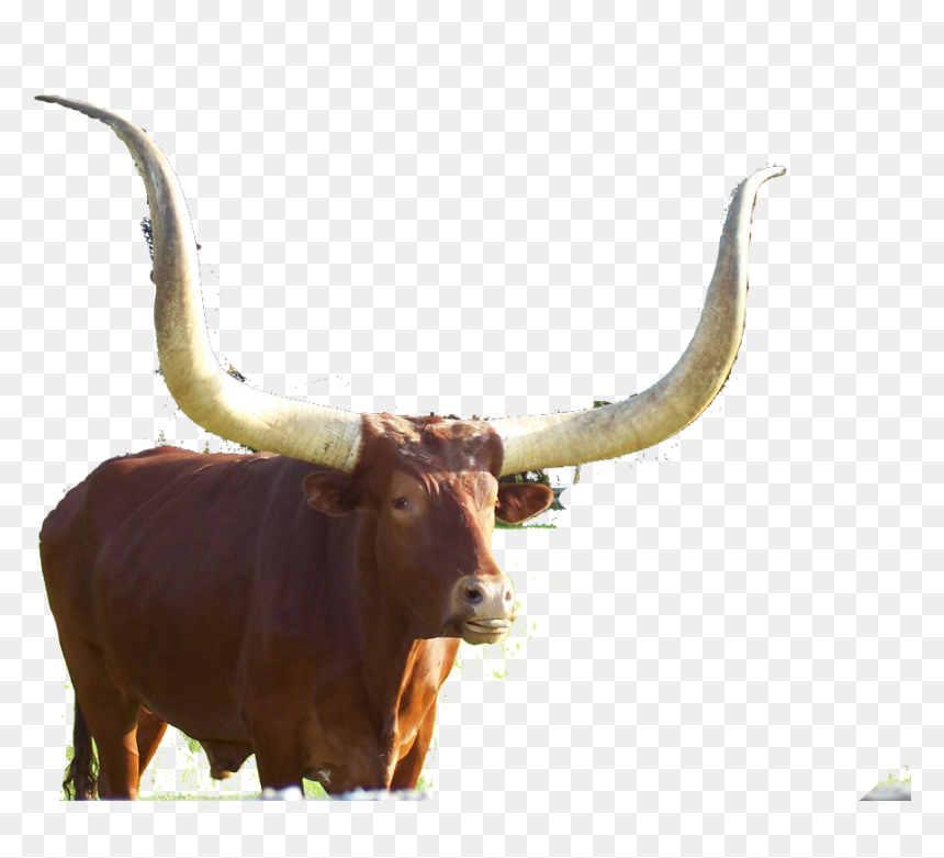 Longhorn Steer, HD Png Download - ox png
