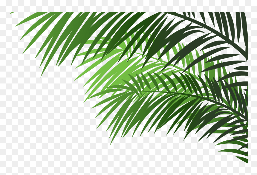 Palm Tree Branches On Transparent, HD Png Download - catboy png