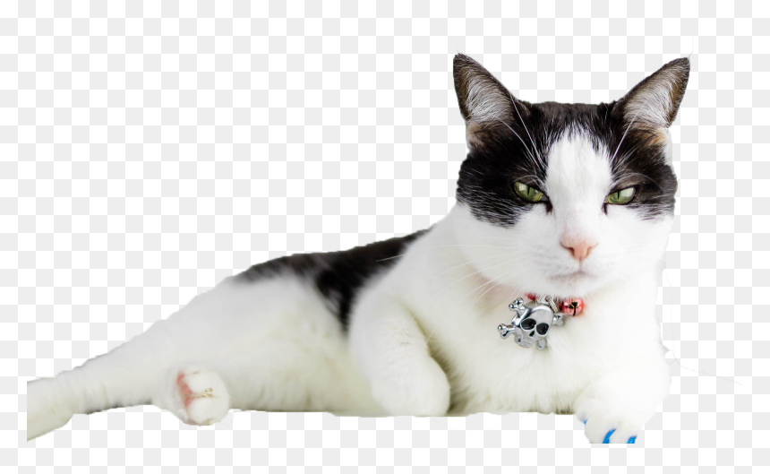 Transparent Cats Png - Write Cat, Png Download - cats.png