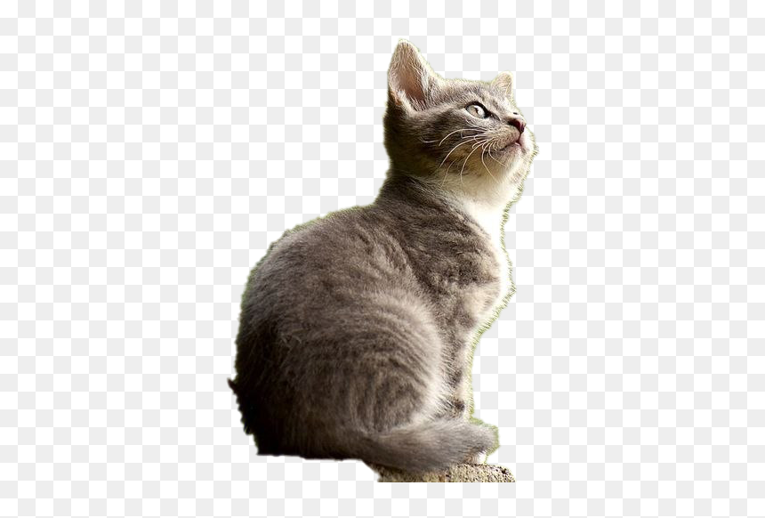 Cat Transparent Images - Evolução Dos Animais No Espiritismo, HD Png Download - cats.png