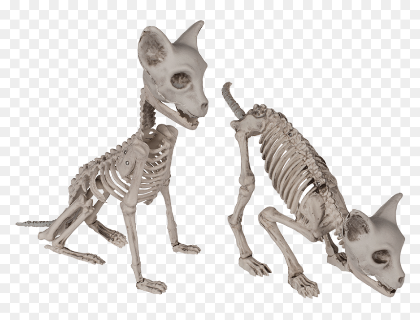 Katzen Skelett Oben, HD Png Download - halloween skeleton png