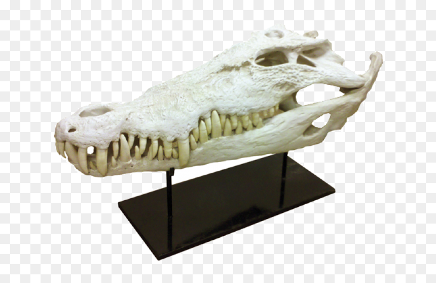 Alligator "
title="alligator - Alligator, HD Png Download - alligator head png