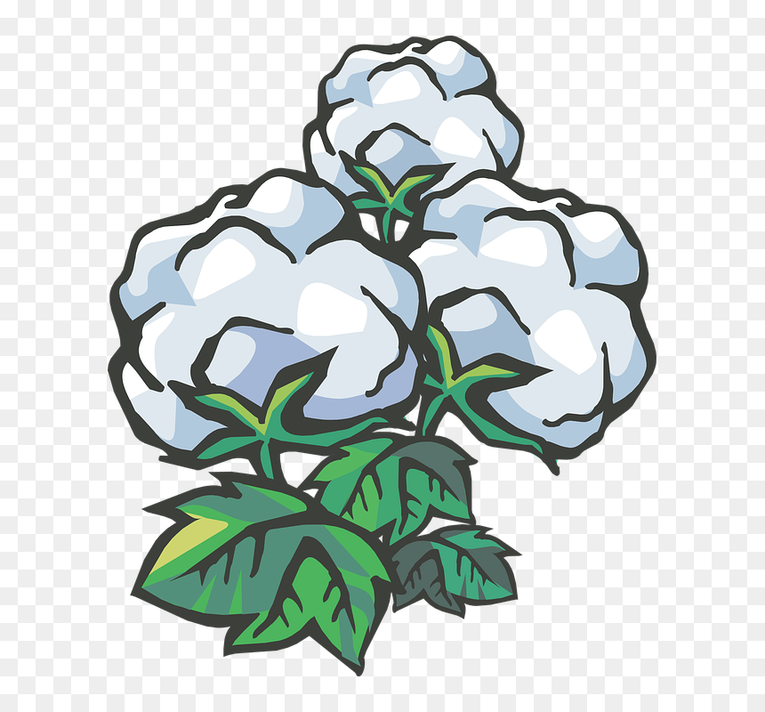 Transparent Background Cotton Clipart, HD Png Download - cotton plant png