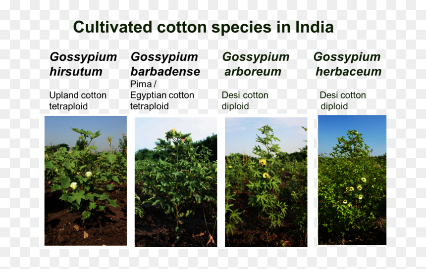 Cundinamarca Calidad De Vida, HD Png Download - cotton plant png