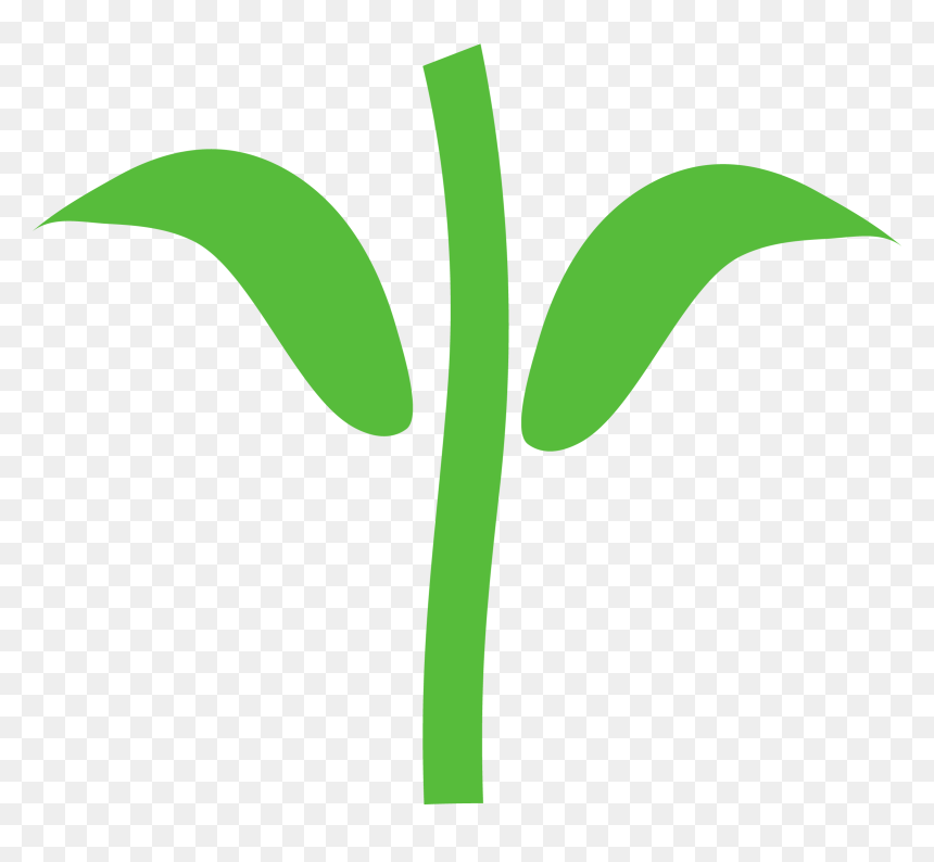Sorghum Insect Pest Identification, HD Png Download - cotton plant png