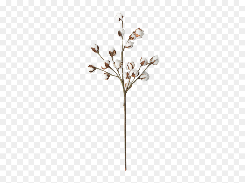Twig, HD Png Download - cotton plant png